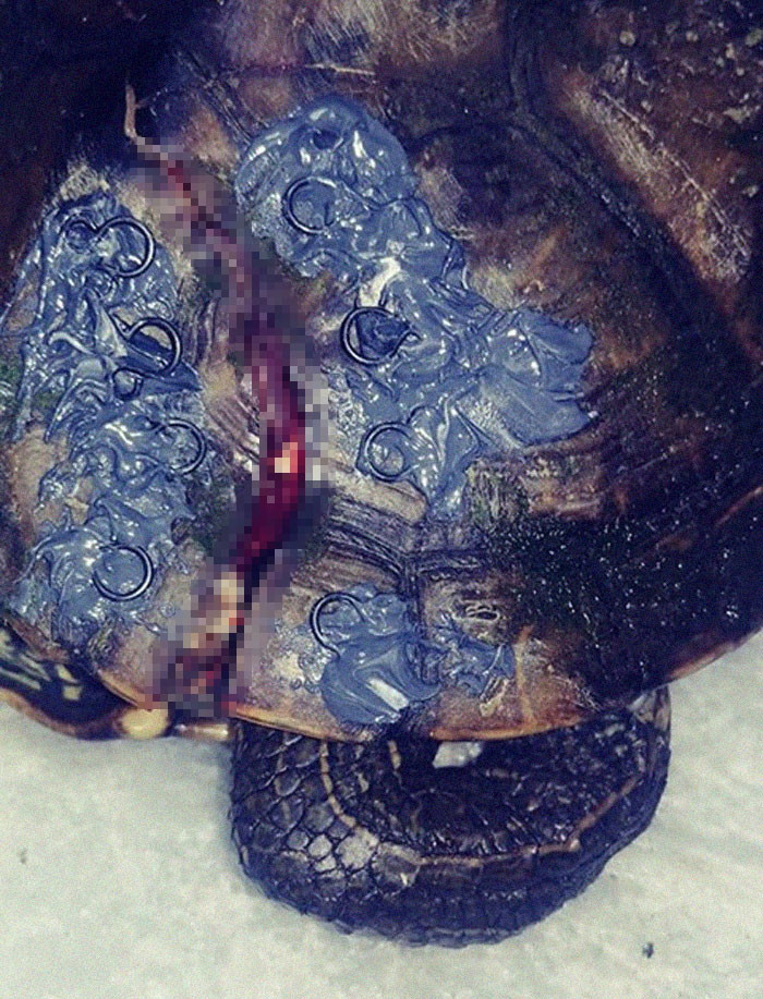 People Are Donating Their Old Bra Fasteners To Wildlife Organization That Uses Them To Save Turtles