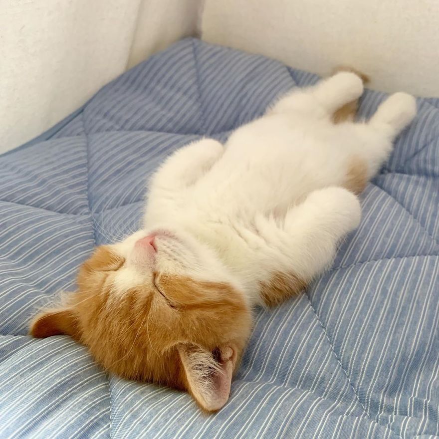 8 Fotos de un adorable gatito munchkin que duerme como un humano