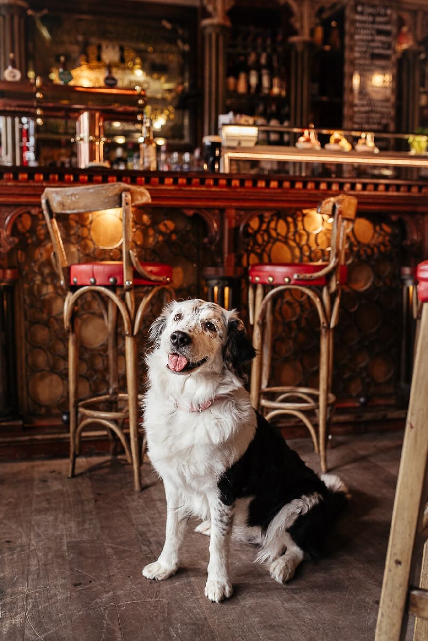 One Unusual Activity With Your Dog,
beer Tasting For Dogs And Humans One Unusual Activity With Your Dog,
beer Tasting For Dogs And Humans