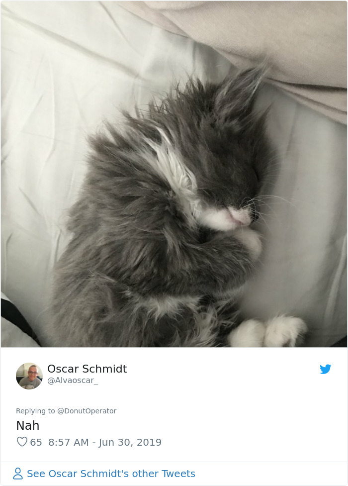 Guy "Tricks" People Into Sending Them Cute Cat Pics