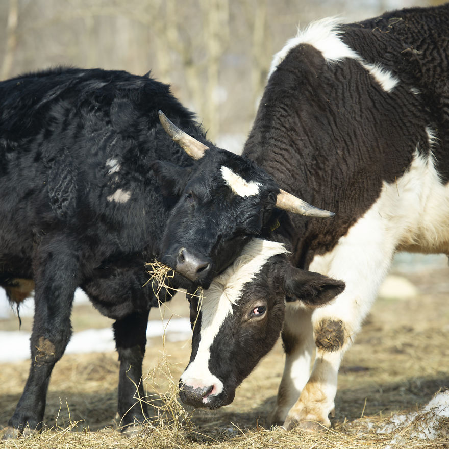 Cows Form Life Long Friendships With Other Cows