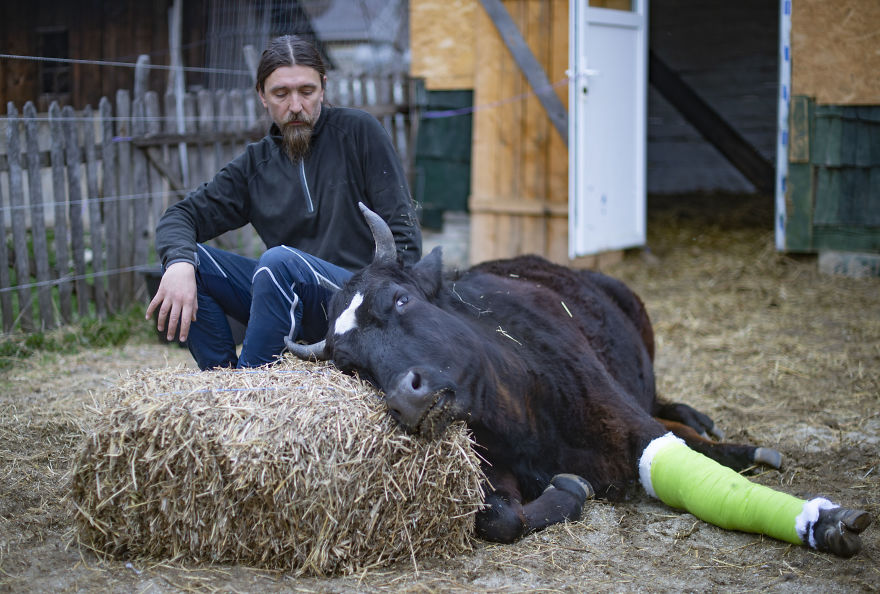 Cows Remember Everything Including When Their Human Helps Them Heal A Broken Leg