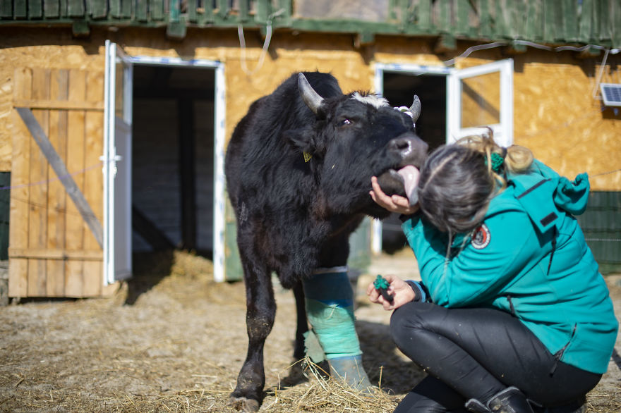 Cows Love Sloppy Kisses
