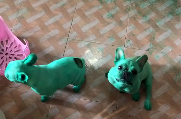 Two French Bulldogs Who Accidentally Cover Themselves In Green Become Viral