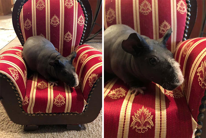 A Matching Chair That My Guinea Pig Uses! My Mom Thrifted This A Couple Decades Ago And I Love It