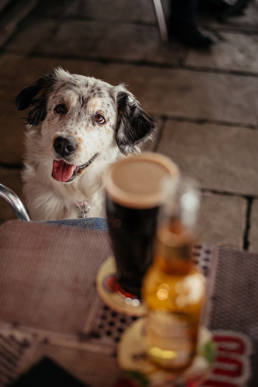 One Unusual Activity With Your Dog,
beer Tasting For Dogs And Humans One Unusual Activity With Your Dog,
beer Tasting For Dogs And Humans