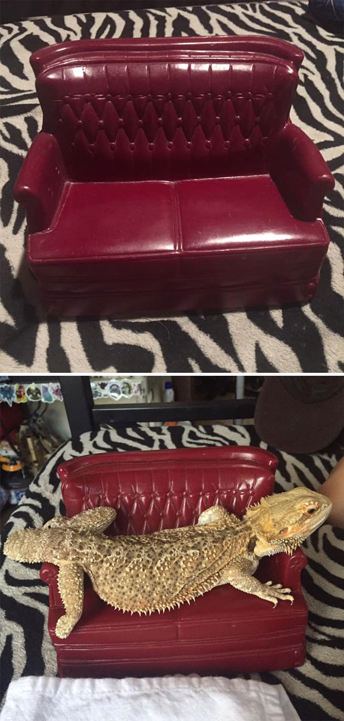 Compré este sofá en miniatura para mi lagarto,y resulta que le encanta