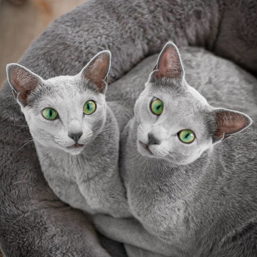 These Gorgeous Russian Blue Cats Have The Most Mesmerizing Eyes | Bored  Panda