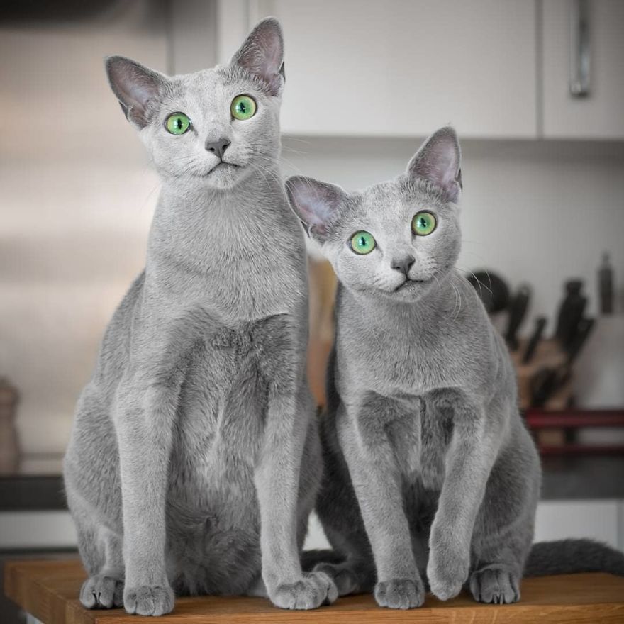 Estos preciosos gatos de la raza azul ruso tienen los ojos más hipnotizantes
