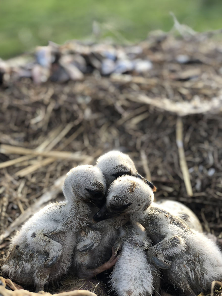 Life Begins, Tiny Stork Babies