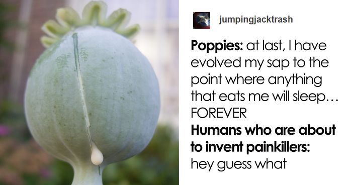 Thread Humorously Shows 4 Things That Evolved To Be Non-Edible But Are Still Eaten By Humans