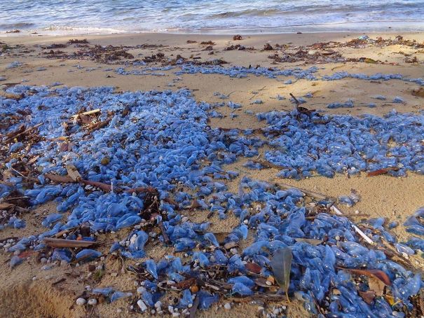 A Whole Lot Of Pain. Thousands Of Portugese Man O War Jellyfish Washed Up On A Beach In Australia
