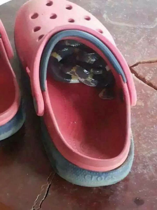 Why You Gotta Always "Check Your Shoes" In Australia