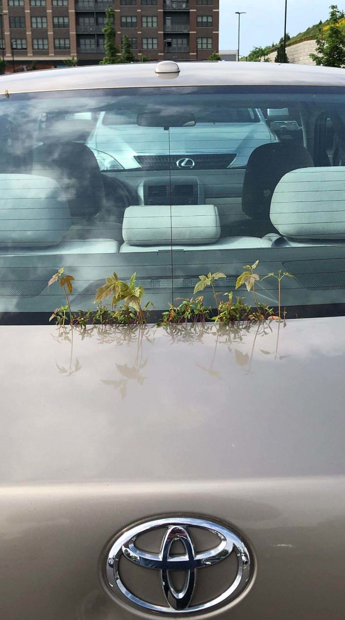 Plantas creciendo en un coche