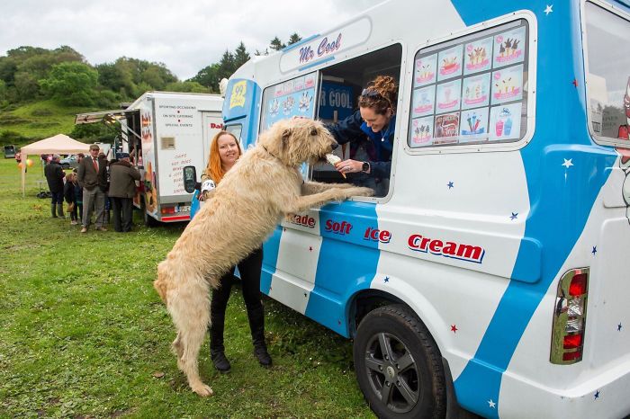 This Irish Wolfhound Testing The Ice Cream For His Human