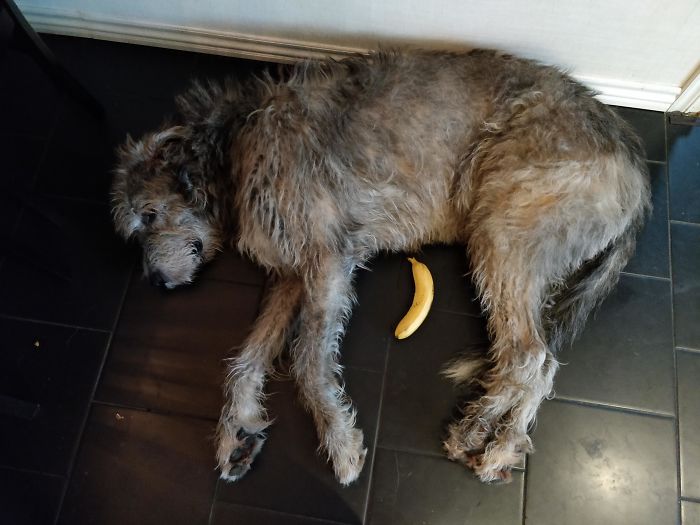 My Mother's Irish Wolfhound, With Banana For Scale