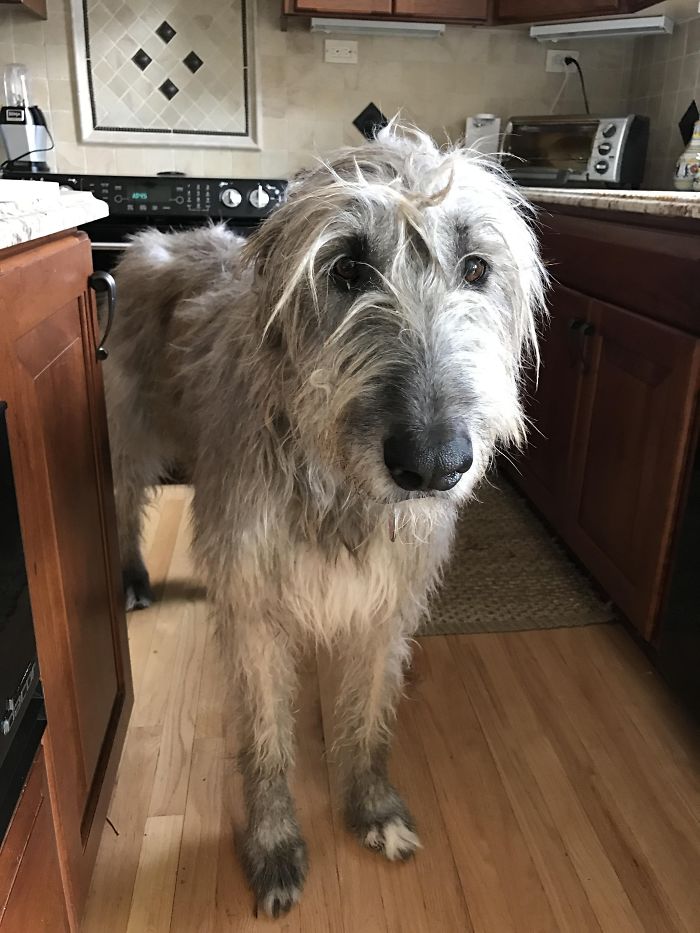 Our Irish Wolfhound Turns 6 This Year. She's As Tall As The Counters In The Kitchen