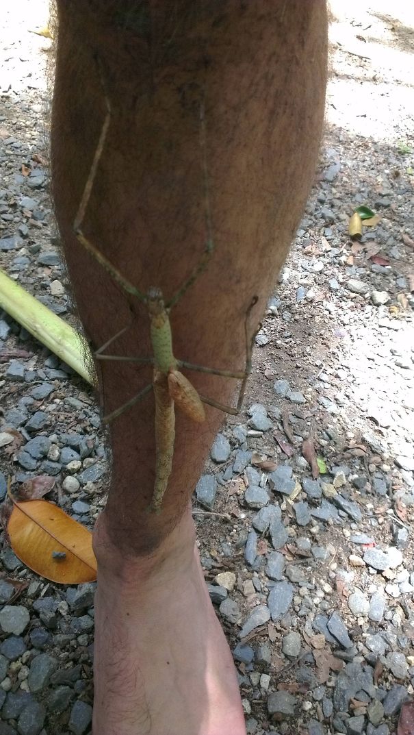 Felt A Tickle On My Leg, Australia