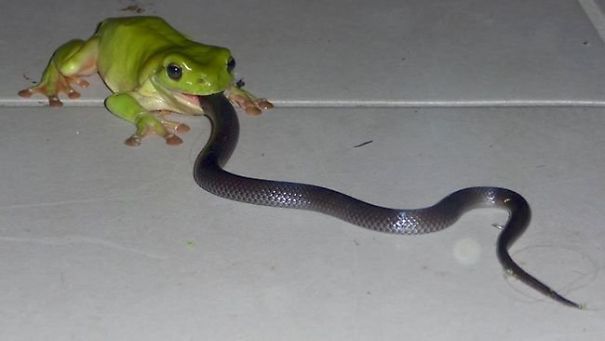Welcome To Australia, Where Frogs Eat Snakes