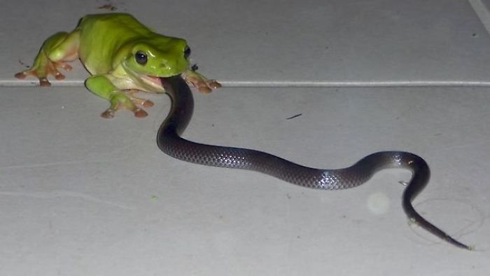 Rana comiendo una serpiente
