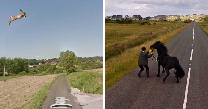30 Best Accidentally Taken Animal Pics By Google Street View