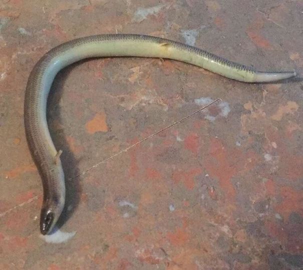 Legless Lizard Found In South East Queensland Australia