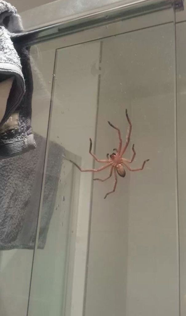 So My Friend Just Had A Shower Visitor