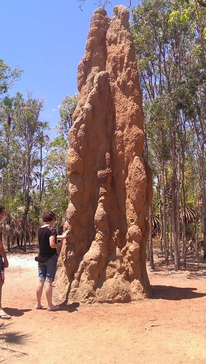 Montículo de termitas