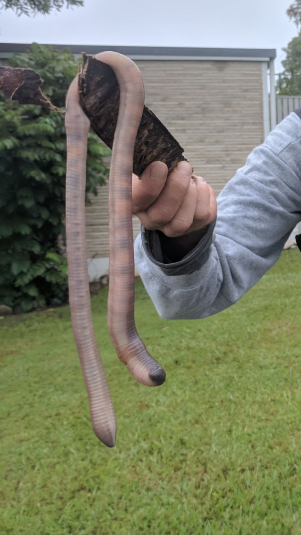 A Massive Earthworm Found In Queensland, Australia