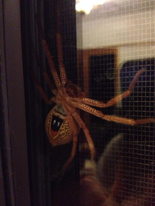So My Friend Found This On Her Back Door. Only In Australia Right?