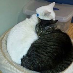 khighstreetysdn avatar