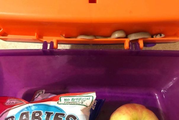 Aussie Mom Finds World's Second Most Poisonous Snake Hiding In Her Kid's Lunch Box