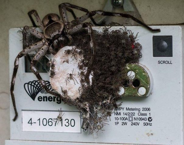 This Is How Australians Ensure Their Electricity Meter Doesn't Get Read