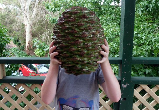 Araucaria Pine Cone, It's Been Reported To Kill People When Falling