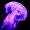 purplejellyfish395 avatar