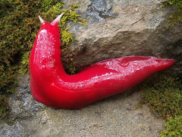 This Giant, Hot Pink Slug Is Only Found In A Single, Isolated Forest On An Extinct Volcano In Australia
