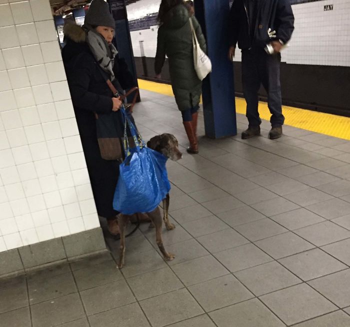 So NYC MTA (Subway) Banned All Dogs Unless The Owner Carries Them In A Bag. I Think This Owner Nailed It