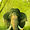 tammyhornback avatar