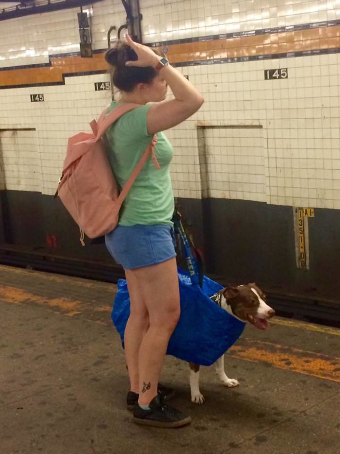 You Can’t Bring Your Dog On The Subway In New York Unless It Fits In A Bag
