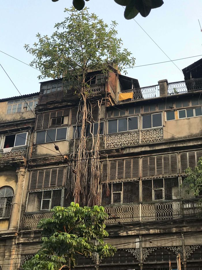 Árbol sagrado reclamando una vivienda de 5 pisos en Kolkata. Vive gente dentro