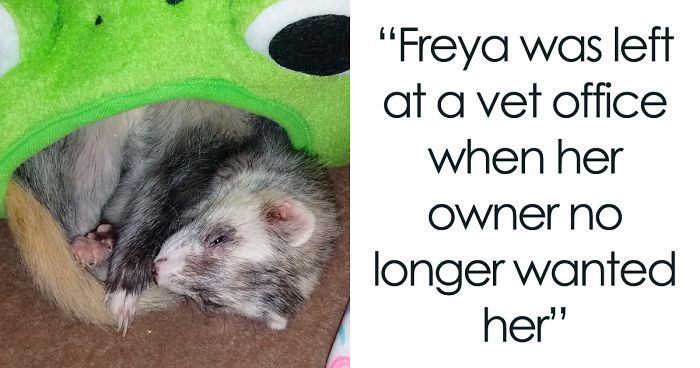 I'm Starting An Animal Rescue To Give Abandoned Animals A Second Chance At  Life | Bored Panda