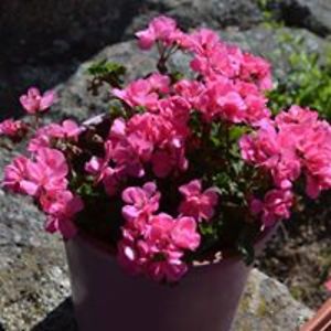 tanya-stevens avatar