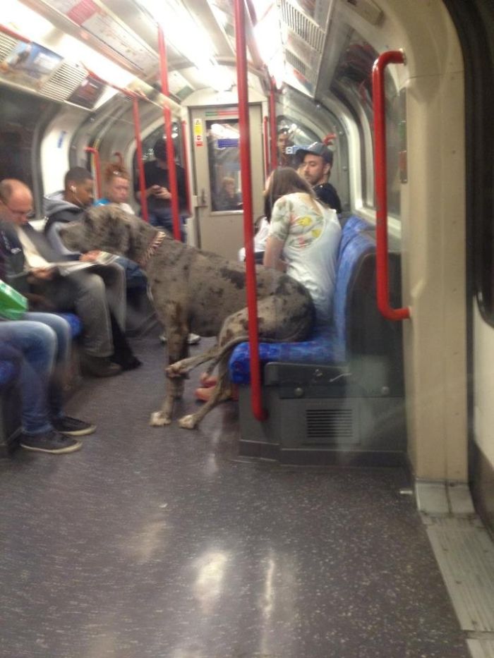 Chilling Out On The Tube... Like A Boss