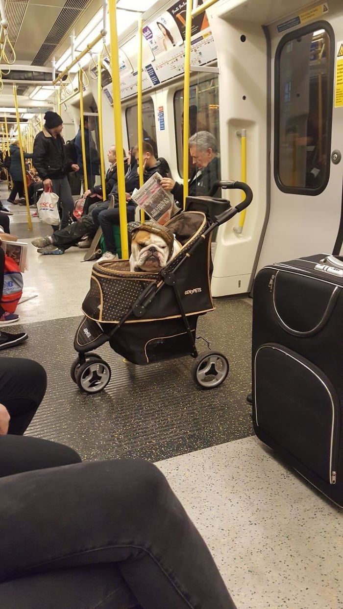 Someone’s Enjoying Their Evening Commute