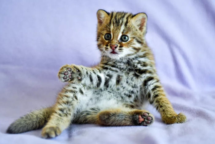 Cat Declawing Is Now Banned In New York Cat Declawing Is Now Banned In New York