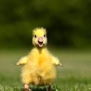 scooterbenson avatar