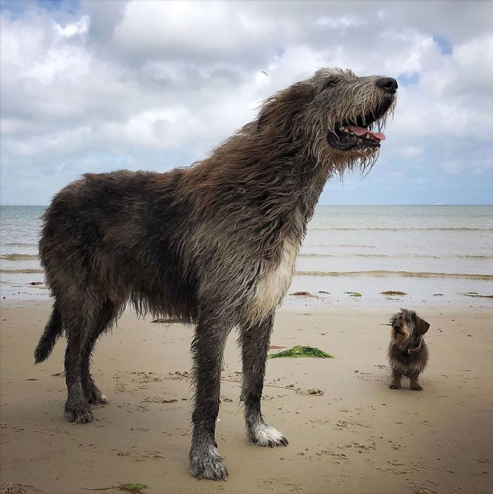 Irish Wolfhound Dogs Lampshades Ideal To Match Irish Wolfhound Dog Posters. 