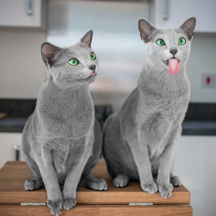 Estos preciosos gatos de la raza azul ruso tienen los ojos más hipnotizantes