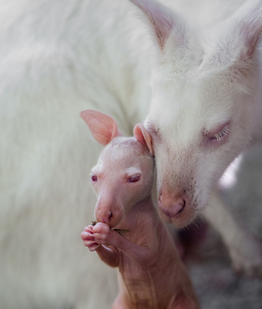 Here Is A Chance For Anyone Who Hasn't Seen A Baby White Kangaroo