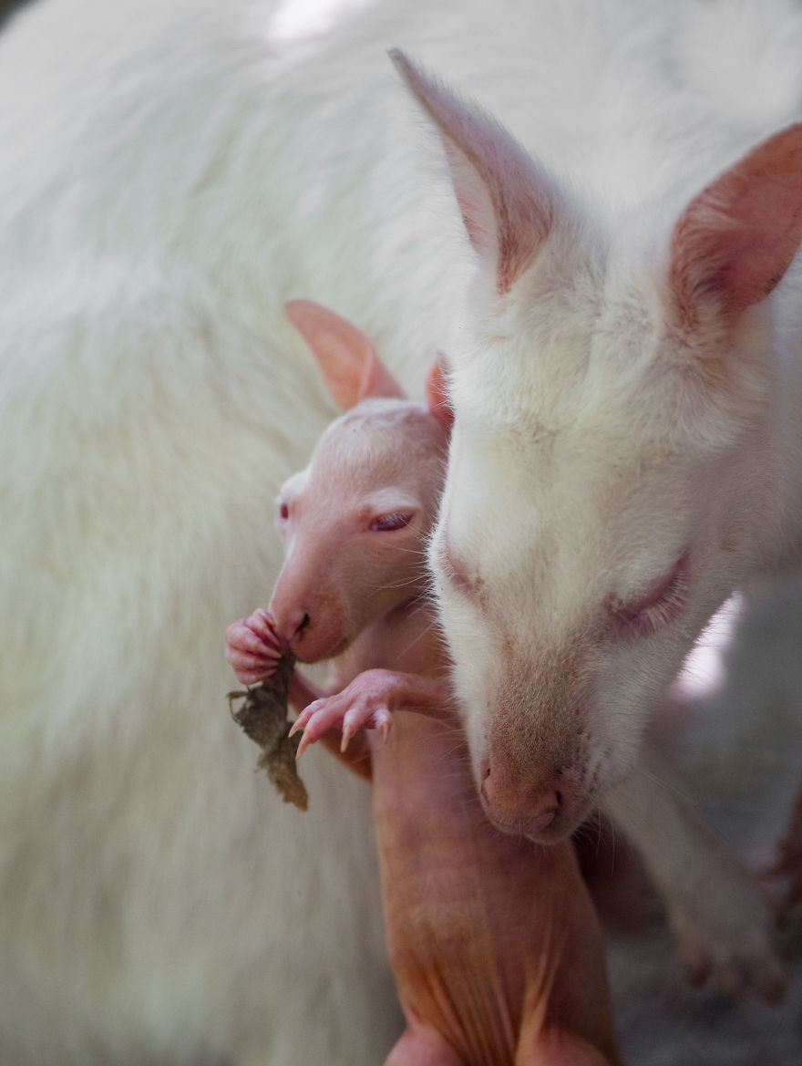 Here Is A Chance For Anyone Who Hasn't Seen A Baby White Kangaroo